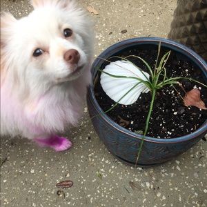 Meet your Posher, Nikki